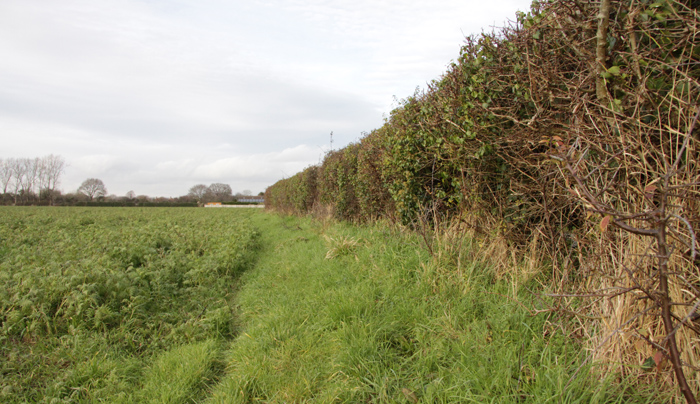 Hedgerows